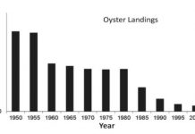 Research: Combined landings between 1980 and 2010 dropped by 85 percent —