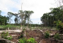 Offbeat: Populations of mammals, birds, fish, reptiles, and amphibians have, on average, declined in size by 60 percent in just over 40 years —