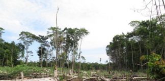 Offbeat: Populations of mammals, birds, fish, reptiles, and amphibians have, on average, declined in size by 60 percent in just over 40 years —