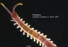 Research: Estonian soil is surprisingly rich in species, researchers find —