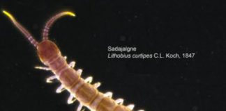 Research: Estonian soil is surprisingly rich in species, researchers find —