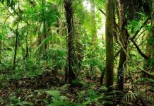 Research: World’s wilderness is going, going … nearly gone, new paper says —