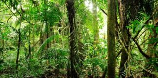 Research: World’s wilderness is going, going … nearly gone, new paper says —