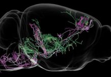 Research: Decoding how brain circuits control behavior —