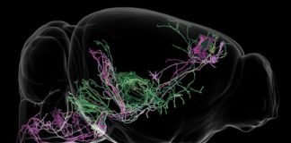 Research: Decoding how brain circuits control behavior —