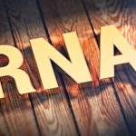 Study: Changes to RNA aid the process of learning and memory — (Details)