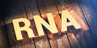 Study: Changes to RNA aid the process of learning and memory — (Details)