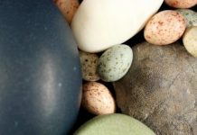 Research: Dinosaurs put all colored birds’ eggs in one basket, evolutionarily speaking —