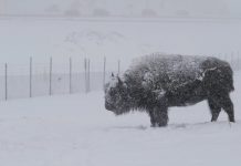 Colorado Wyoming snow storm: threaten power outages in Rockies Colorado Wyoming snow storm: threaten power outages in Rockies