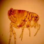 Flea-borne typhus: Los Angeles Is Dealing With an Outbreak (Report) Flea-borne typhus: Los Angeles Is Dealing With an Outbreak (Report)