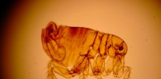 Flea-borne typhus: Los Angeles Is Dealing With an Outbreak (Report) Flea-borne typhus: Los Angeles Is Dealing With an Outbreak (Report)