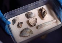 Fossil Luzia found amid Rio Museum debris Fossil Luzia found amid Rio Museum debris