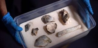 Fossil Luzia found amid Rio Museum debris Fossil Luzia found amid Rio Museum debris