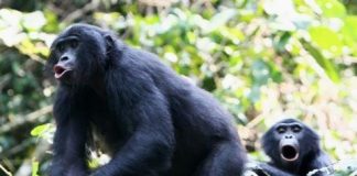 Research: Bonobos make themselves appear ‘smaller’ than they actually are —