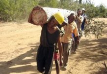 Research: Forest carbon stocks have been overestimated for 50 years —