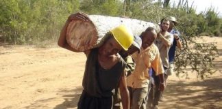 Research: Forest carbon stocks have been overestimated for 50 years —