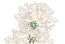 Research: Water-soluble protein helps to understand the photosynthetic apparatus —