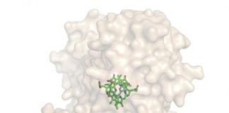 Research: Water-soluble protein helps to understand the photosynthetic apparatus —