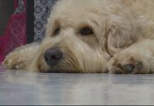 Therapy dogs can spread superbugs to kids, says new research Therapy dogs can spread superbugs to kids, says new research