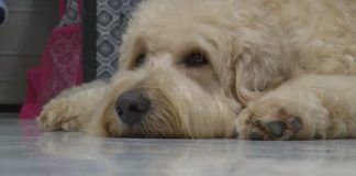 Therapy dogs can spread superbugs to kids, says new research Therapy dogs can spread superbugs to kids, says new research