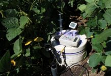 Research: Research gets the scoop on manure versus inorganic fertilizers —