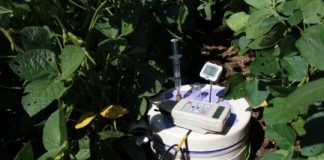 Research: Research gets the scoop on manure versus inorganic fertilizers —