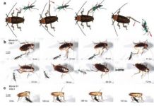 Research: Biologist uses ultra-slow-motion to study insect’s defense —