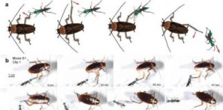 Research: Biologist uses ultra-slow-motion to study insect’s defense —