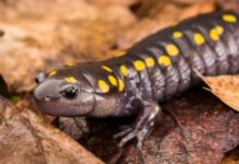 Research: By harming mosquito predators, picaridin may help mosquitoes survive —