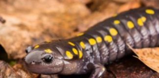 Research: By harming mosquito predators, picaridin may help mosquitoes survive —