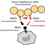 Study: The Mincle receptor provides protective immunity against Group A Streptococcus — (Details)