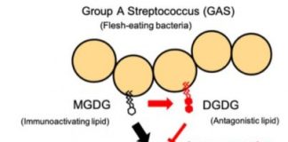 Study: The Mincle receptor provides protective immunity against Group A Streptococcus — (Details)