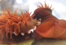 Research: Oxygen levels impact on species’ ability and willingness to fight —