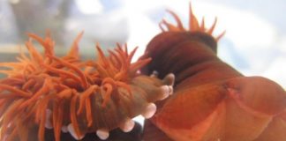 Research: Oxygen levels impact on species’ ability and willingness to fight —