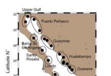Research: Study finds even most sustainable fishing not enough to support livelihoods in Gulf of California —