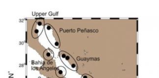 Research: Study finds even most sustainable fishing not enough to support livelihoods in Gulf of California —