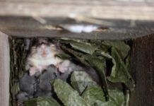 Research: Aging dormice shorten their hibernation for more reproduction —