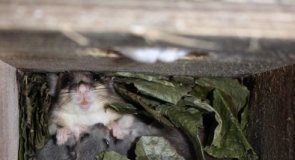 Research: Aging dormice shorten their hibernation for more reproduction —