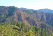 Research: Salvage logging, planting not necessary to regenerate Douglas firs after Klamath fires —