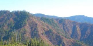 Research: Salvage logging, planting not necessary to regenerate Douglas firs after Klamath fires —
