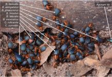 Research: Bombardier beetles prefer resting in the company of other ground beetles over going it alone —