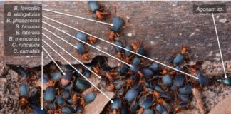 Research: Bombardier beetles prefer resting in the company of other ground beetles over going it alone —