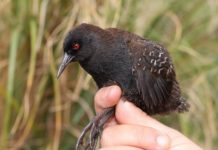 Research: Robust genetic analyses point to South American roots for tiny flightless rails that only live and thrive on Inaccessible Island —