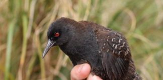 Research: Robust genetic analyses point to South American roots for tiny flightless rails that only live and thrive on Inaccessible Island —