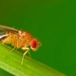 Study: Study suggests that bacteria may regulate neuronal circuits behind movement in flies — (Details)