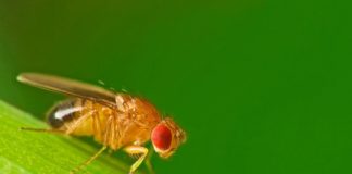 Study: Study suggests that bacteria may regulate neuronal circuits behind movement in flies — (Details)