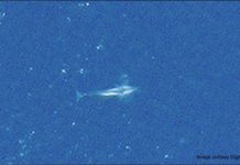 Research: Watching whales from space —