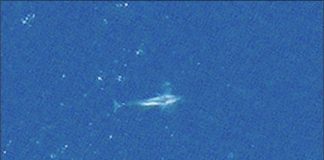 Research: Watching whales from space —