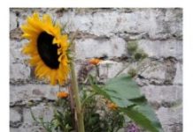 Tech: Researchers help explain why machine learning algorithms sometimes generate nonsensical answers — (Report)