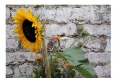 Tech: Researchers help explain why machine learning algorithms sometimes generate nonsensical answers — (Report)